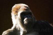 世界上最奇迹的点球，世界上最惨的点球大战