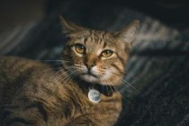 世界上最凶残的眼神图，世界上最凶残的眼神图片