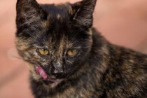 猫咪眼睛红肿是啥缘故？猫咪眼睛红肿怎么办？