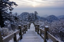 布封的作品世界上最大的松鼠的图片和视频