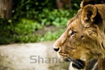 世界上最肥的爪子，世界上最肥的爪子是什么