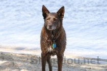 狗狗羊水泡一个红的一个白的是什么原因？要怎么处理？