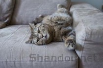 猫咪受到惊吓后只尿一两滴的问题出在哪？要怎么改善？