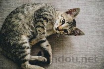 3岁猫咪口腔有红斑块喂奶时浑身抖要如何应对？