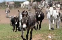 写文案用文言文世界首富排名前十位资产