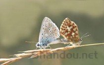 世界航轮公司排名前十，世界顶尖航运企业