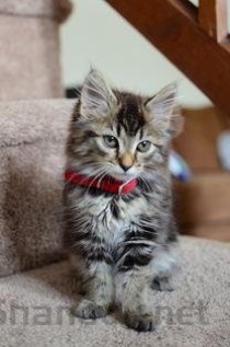 猫咪眼睛流出乳白色的液体有什么办法恢复？