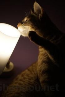 猫咪吐了一次吐的带泡沫食欲不振要怎么调理？