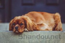 猫咪吐黄水还有沫是何原因？猫咪吐黄水还有沫要怎么调理？