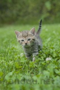 小猫咪突然不喝奶了是啥情况？该用什么办法？