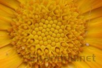 苦笋之乡，中国最原始苦笋