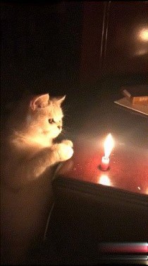 中国最淘气的猫是什么猫,狸花猫的性格温顺吗