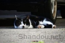 猫咪躲藏厌食是啥缘故？猫咪躲藏厌食要怎么调理？