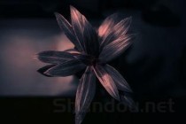 小狗尿道口长了个疙瘩是什么原因？该怎么做才对？