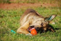 狗狗鼻子流血，下巴也肿了不知道是什么情况？该怎么处理才对？