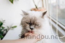 猫咪眼睛突然红肿是什么原因？猫咪眼睛突然红肿该用什么办法？