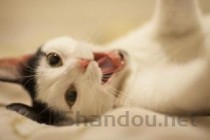 小猫食欲不振贪睡呕吐出透明液体要怎么改善？