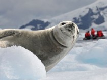 世界上最狠的海豹世界上最可爱的海豹