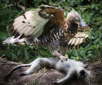 世界上最残忍的母鸟世界上最恐怖的鸟是什么鸟