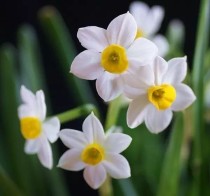 世界上最邪乎的花朵（世界上最邪乎的花朵图片）