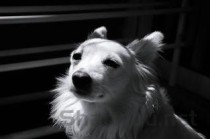 母猫哺乳期突然腹式呼吸是什么引起的？怎么弄会好？