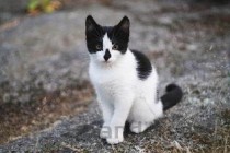 小猫咪呕吐白色胃液是什么原因导致的？该如何是好？