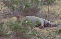 世界上最发现的动物世界上十大未知生物