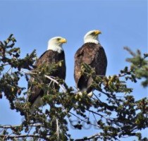 红鹰鸟类，世界上最萌的红鹰