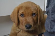 熊猫攻击力世界排第几，世界最强的熊猫排名前十