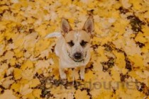 狗狗吐黄色的水大便有粘液是什么缘故？要吃药吗？