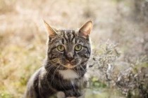 猫咪经常挠脑门耳朵是怎么回事？猫咪经常挠脑门耳朵要怎么改善？