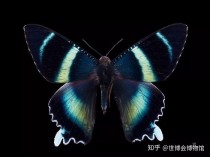 世界上最梦幻蝴蝶,世界上哪种蝴蝶最漂亮