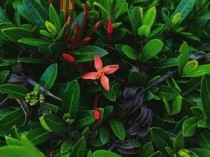 世界最稀有的植物排名，世界上最稀有的种