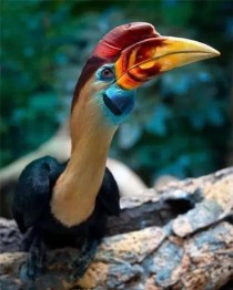 中国最奇葩的鸟奇葩的鸟名字