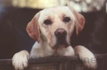 狗站着腿发抖是什么情况？狗站着腿发抖要怎么处理？