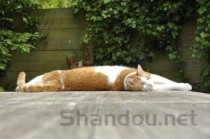 猫咪吐白色沫沫拉稀是啥缘故？有什么办法恢复？