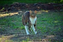 4个多月猫咪肚子一抽一抽的该怎么处理？