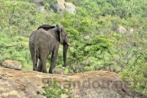 世界上最急躁的动物是什么，世界上最急躁的动物