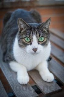 狗狗吐了一次便血是咋回事？狗狗吐了一次便血要怎么处理？