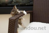 猫咪四肢无力无法站立小便失禁要怎么改善？