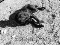 狗狗睡着了漏尿是啥情况？怎么弄会好？