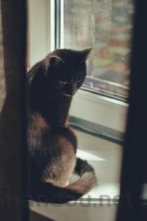 猫咪早上老是尿在床上是怎么回事？怎么弄会好？