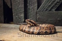 中国最火的拳打，中国最火的拳打运动员