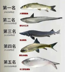 世界上鱼的大小排名世界鱼类重量排名前十名