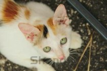 猫猫耳朵上出现秃毛是怎么回事？猫猫耳朵上出现秃毛有什么办法恢复？