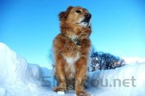 狗狗红细胞值低是什么原因？狗狗红细胞值低要怎么应对？