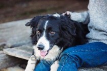 狗狗吐黄水鼻子上起红疙瘩是什么情况？要怎么应对？