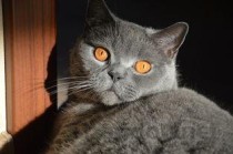 猫咪拉肚子偶尔吐不吃不喝的问题出在哪？要怎么弄？