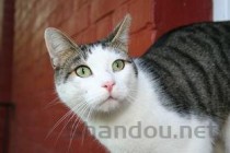 猫咪肚子鼓鼓硬硬的是怎么回事？猫咪肚子鼓鼓硬硬的该怎么解决？