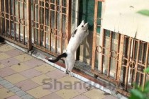 猫咪不吃东西只喝水还拉稀很臭有什么办法恢复？